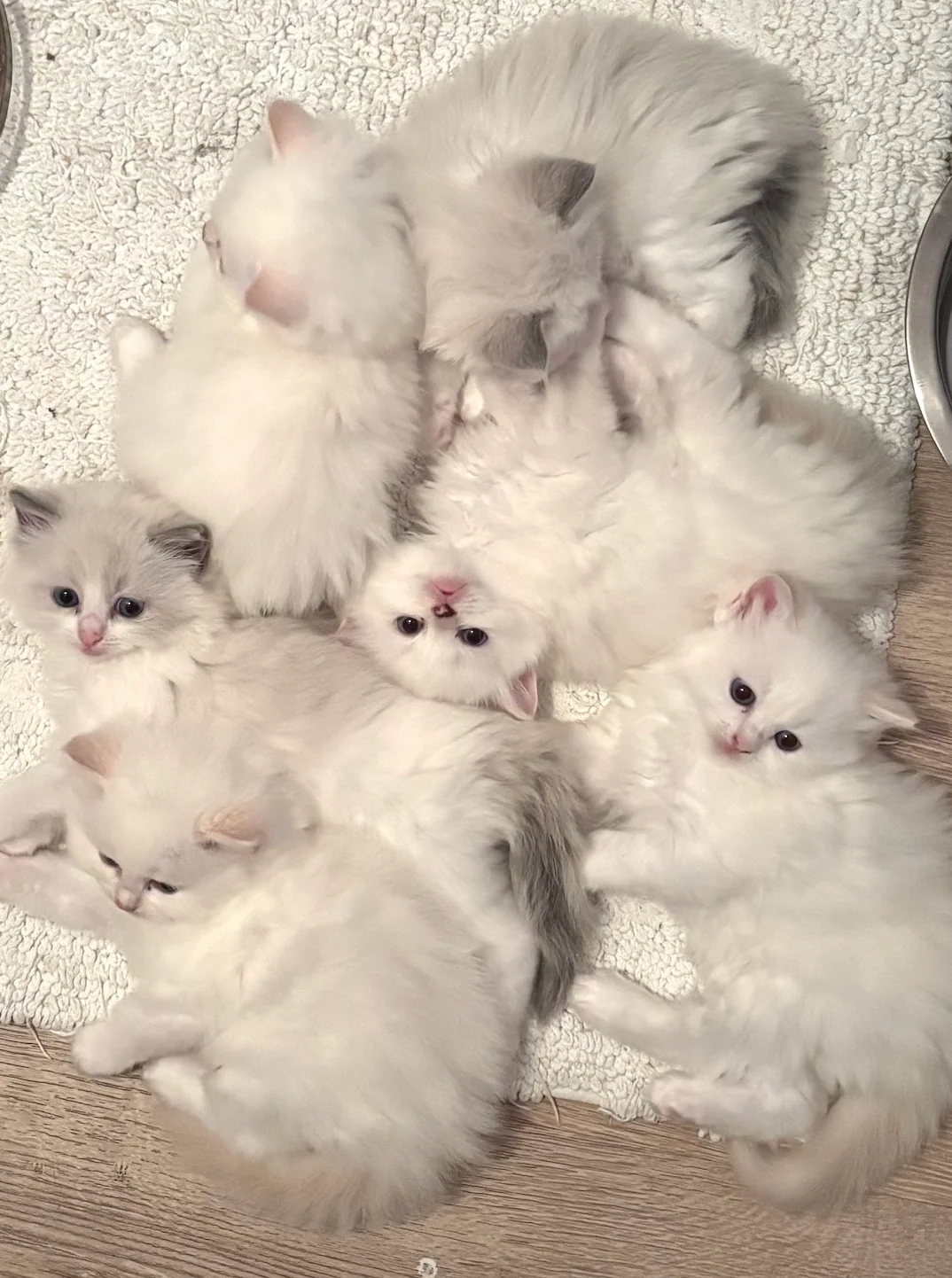 Ragdoll kittens from Gulf Coast Ragdolls