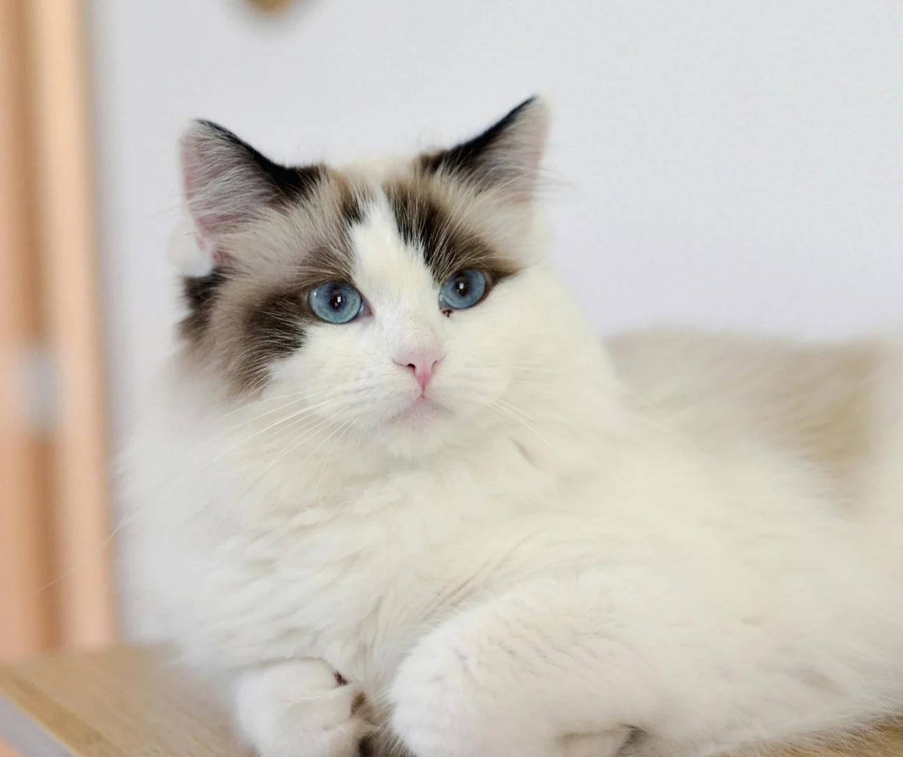 Ragdoll bicolor example with white inverted V on face
