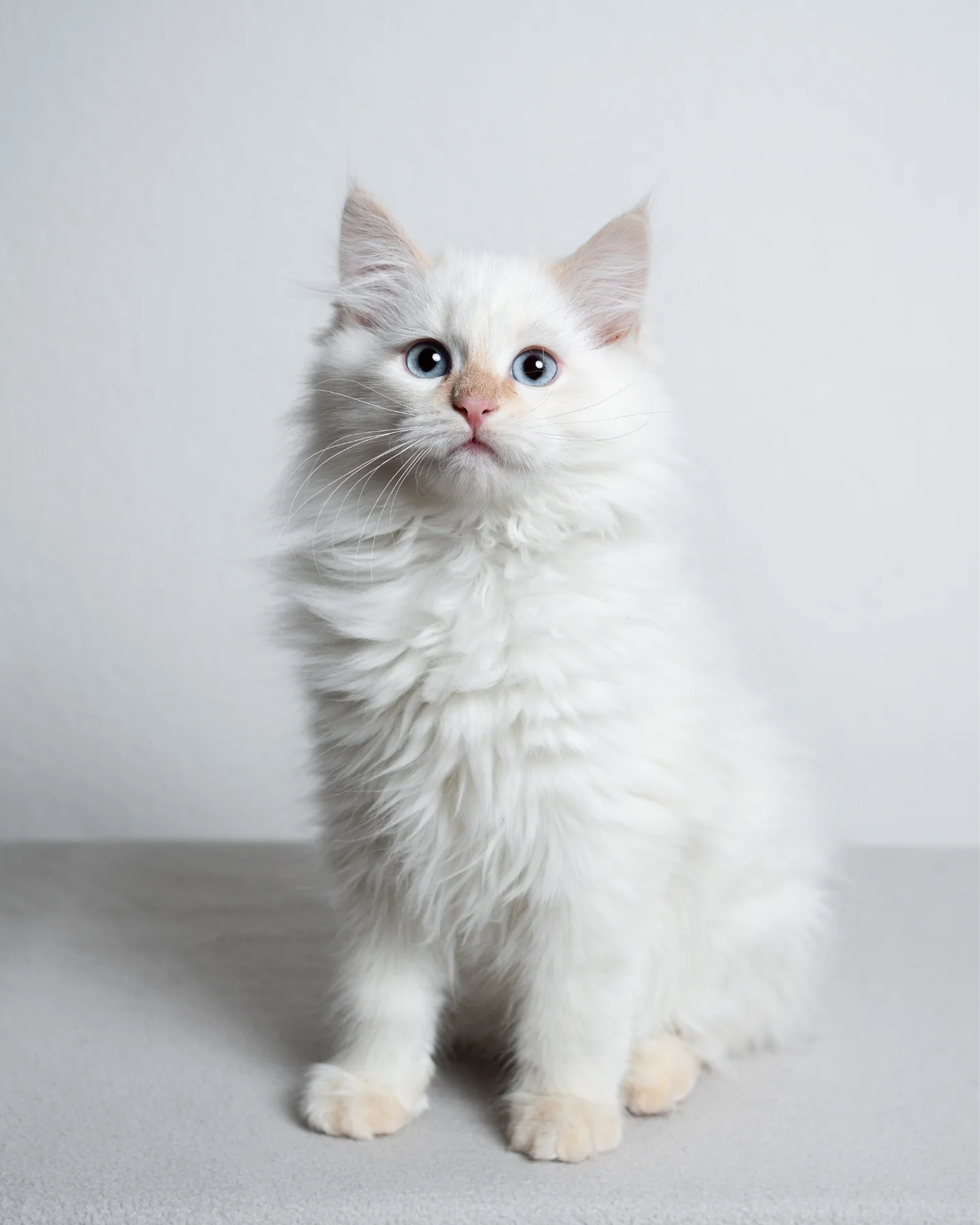 Very young pale Ragdoll kitten used to illustrate red or flame coloring as it develops