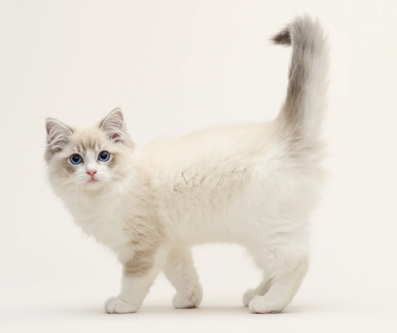 Young Ragdoll showing developing facial and ear color