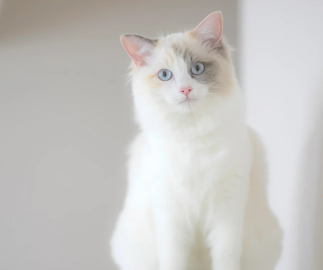 Cool gray pointed Ragdoll example