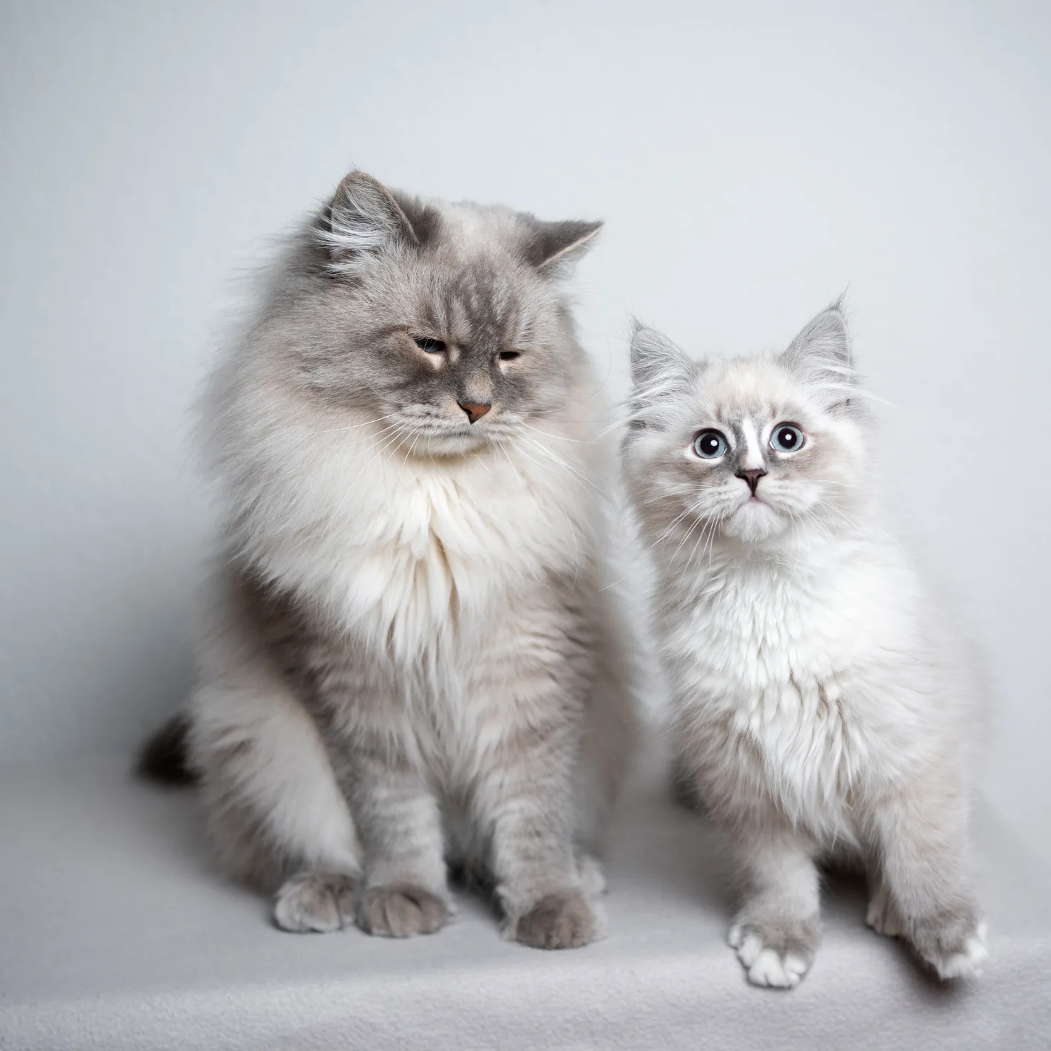 Two cats showing visible lynx-style facial striping