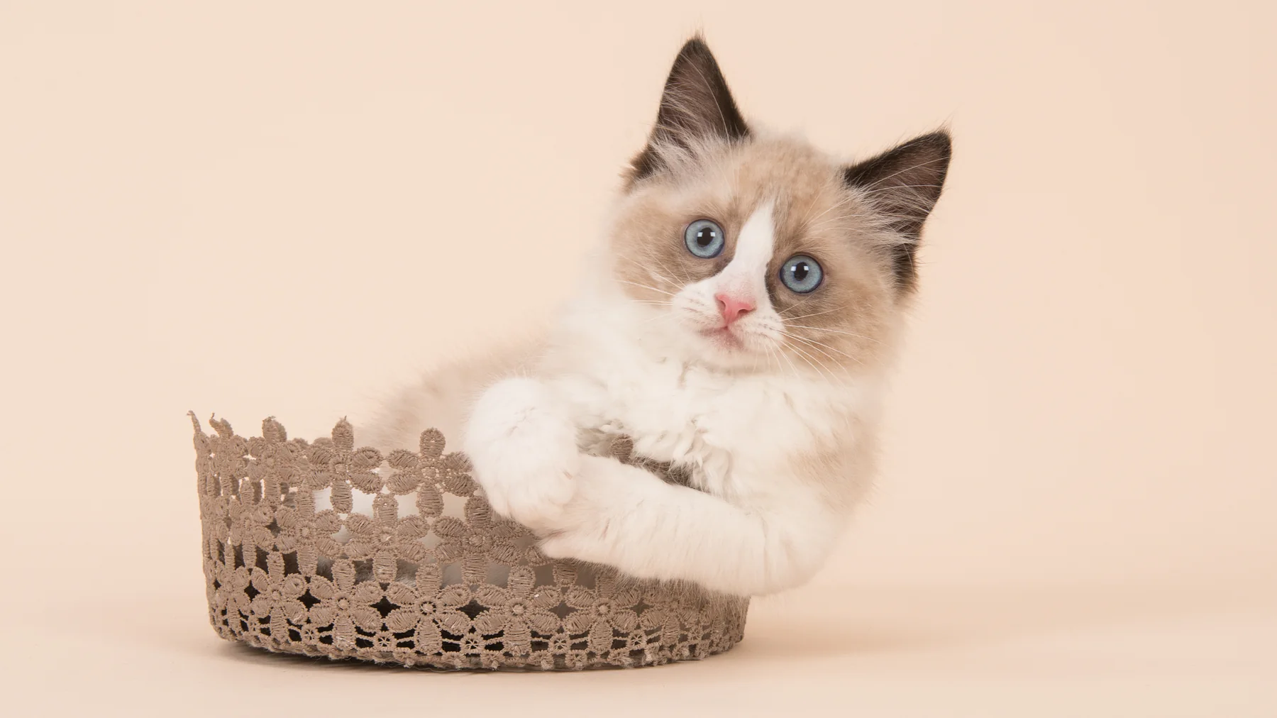 Ragdoll showing white paws associated with a mitted-style pattern