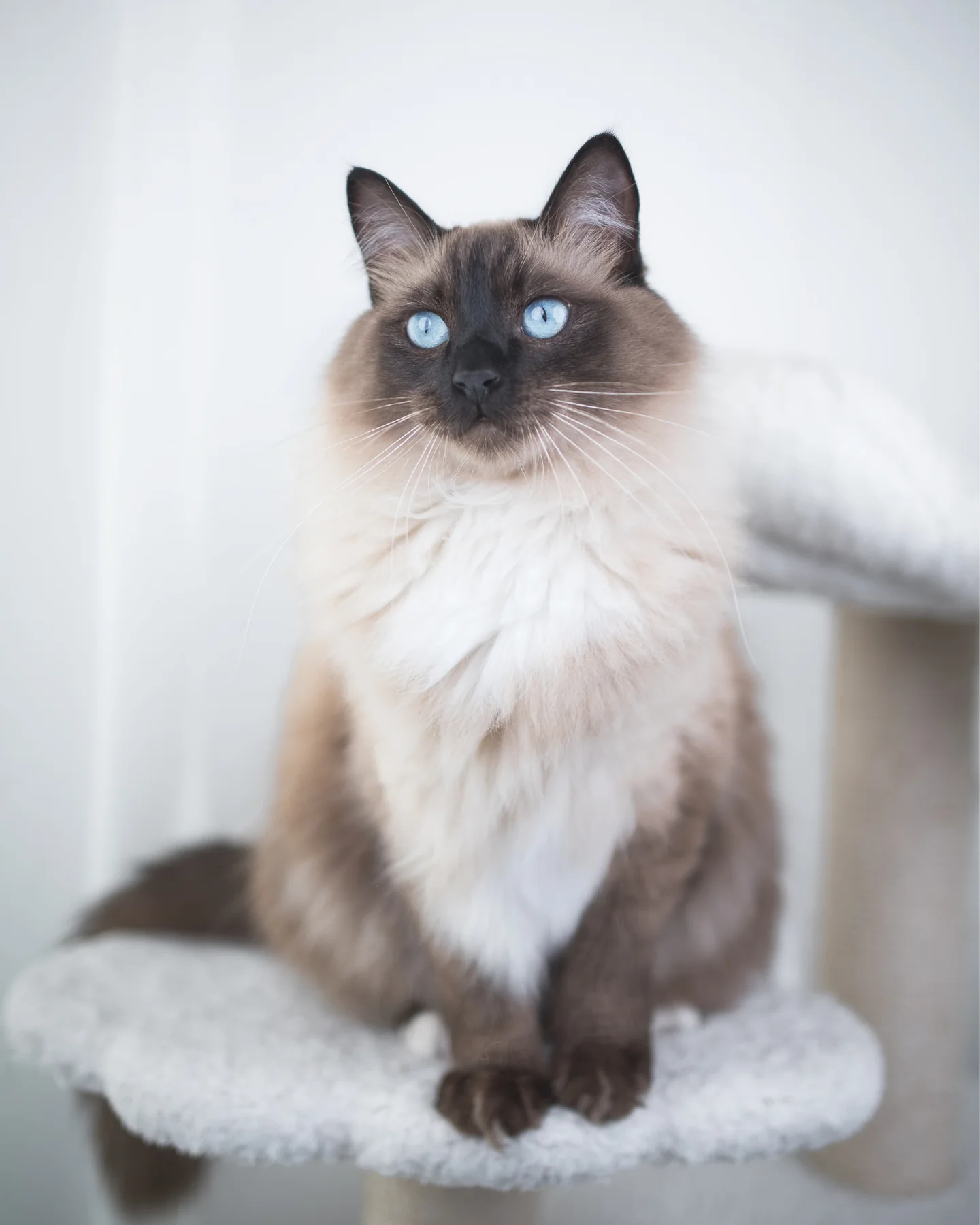 Dark seal-colored Ragdoll example
