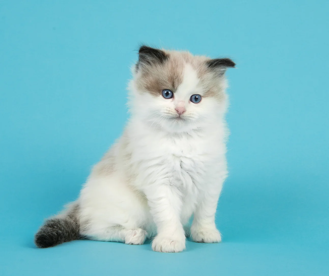Young pale Ragdoll kitten with developing point color