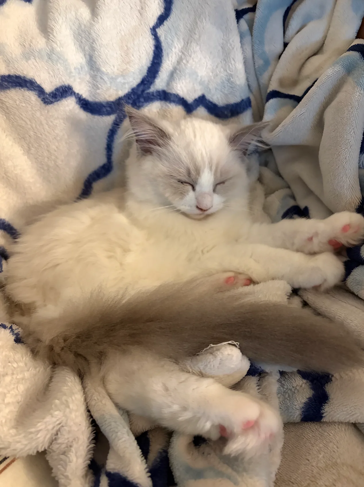 Past Gulf Coast Ragdolls kitten or family photo