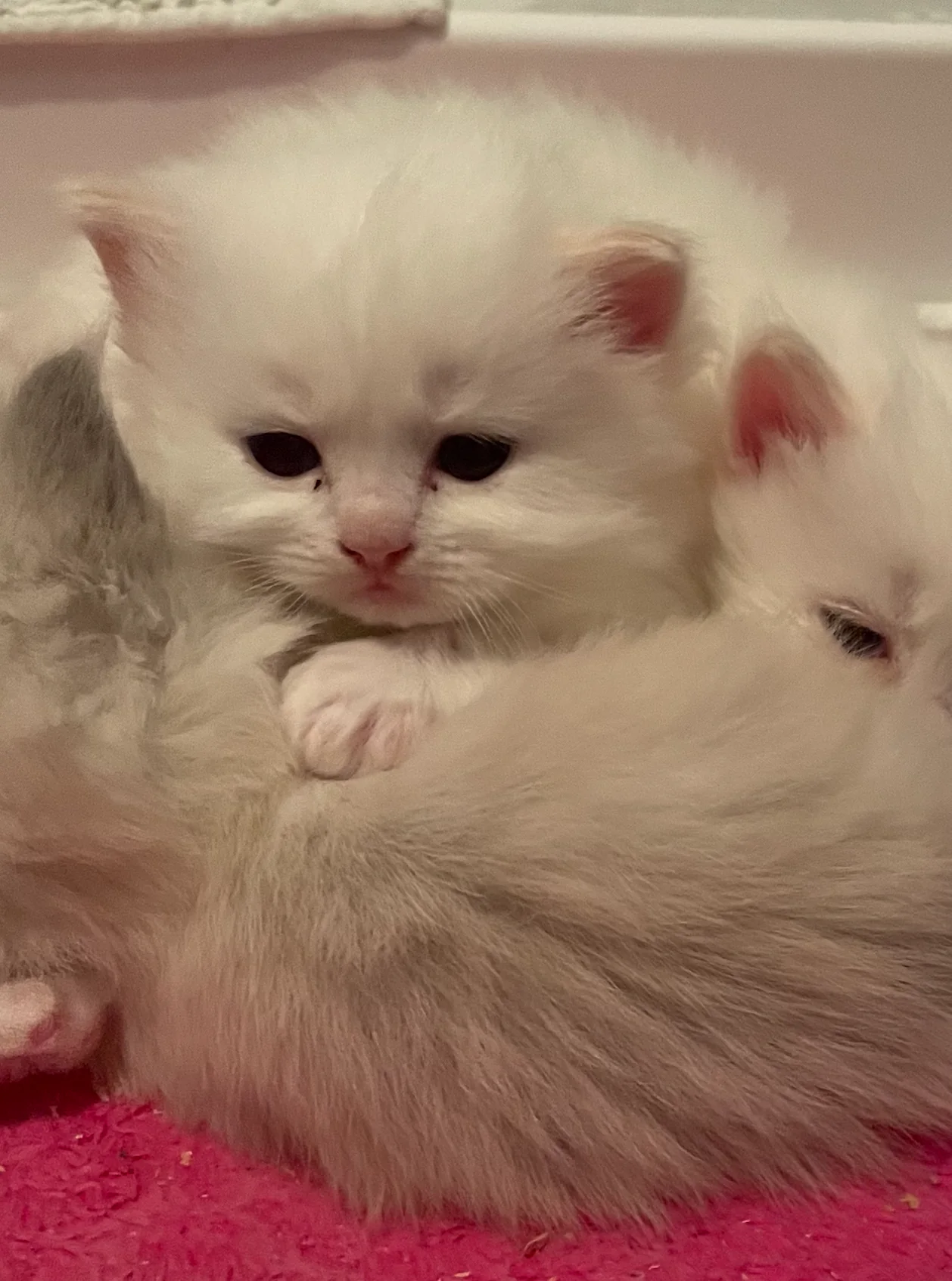 Past Gulf Coast Ragdolls kitten or family photo