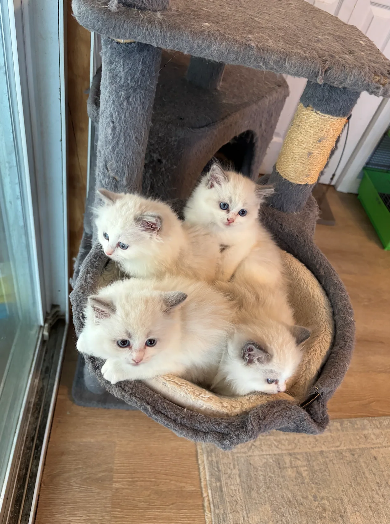 Past Gulf Coast Ragdolls kitten or family photo