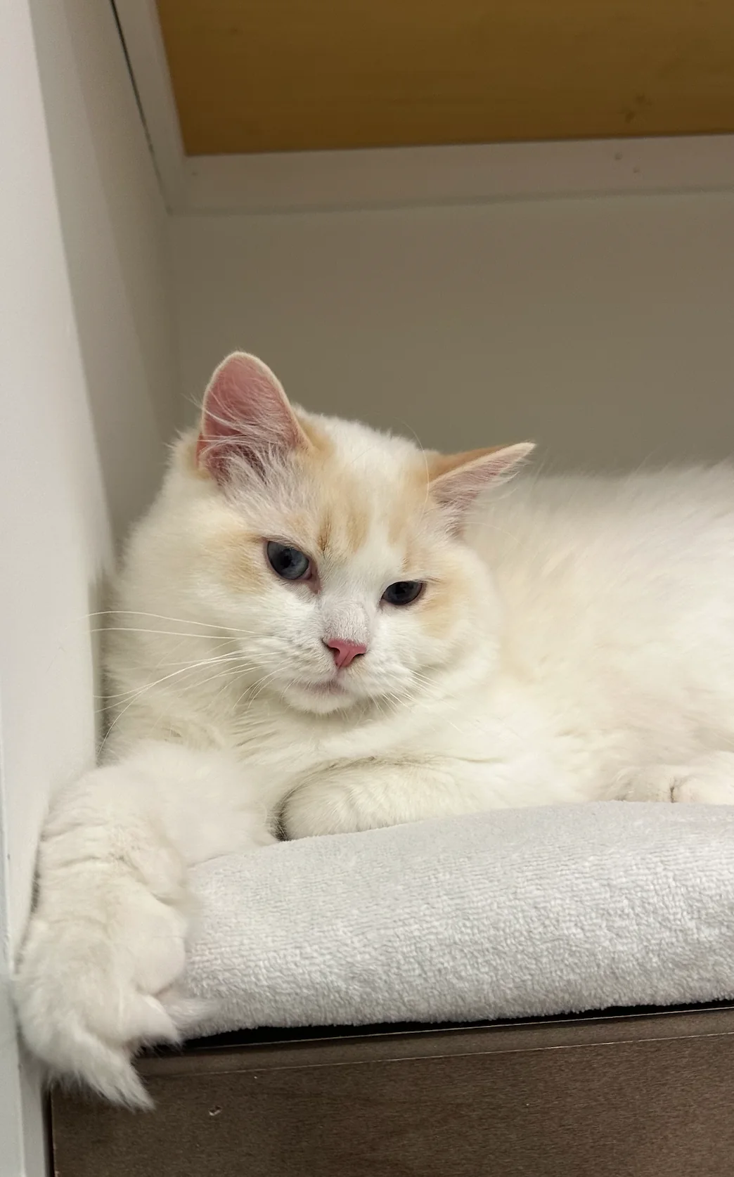 Past Gulf Coast Ragdolls kitten or family photo