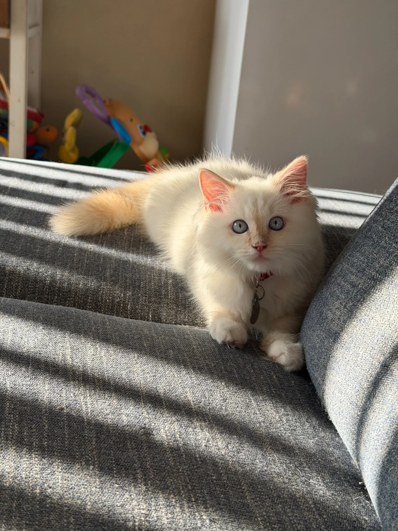 Past Gulf Coast Ragdolls kitten or family photo