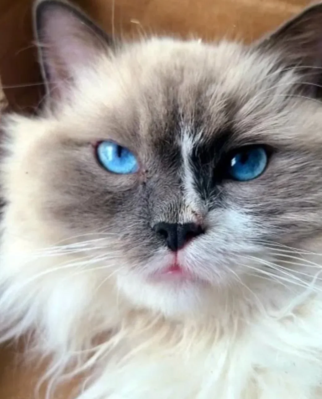 Past Gulf Coast Ragdolls kitten or family photo