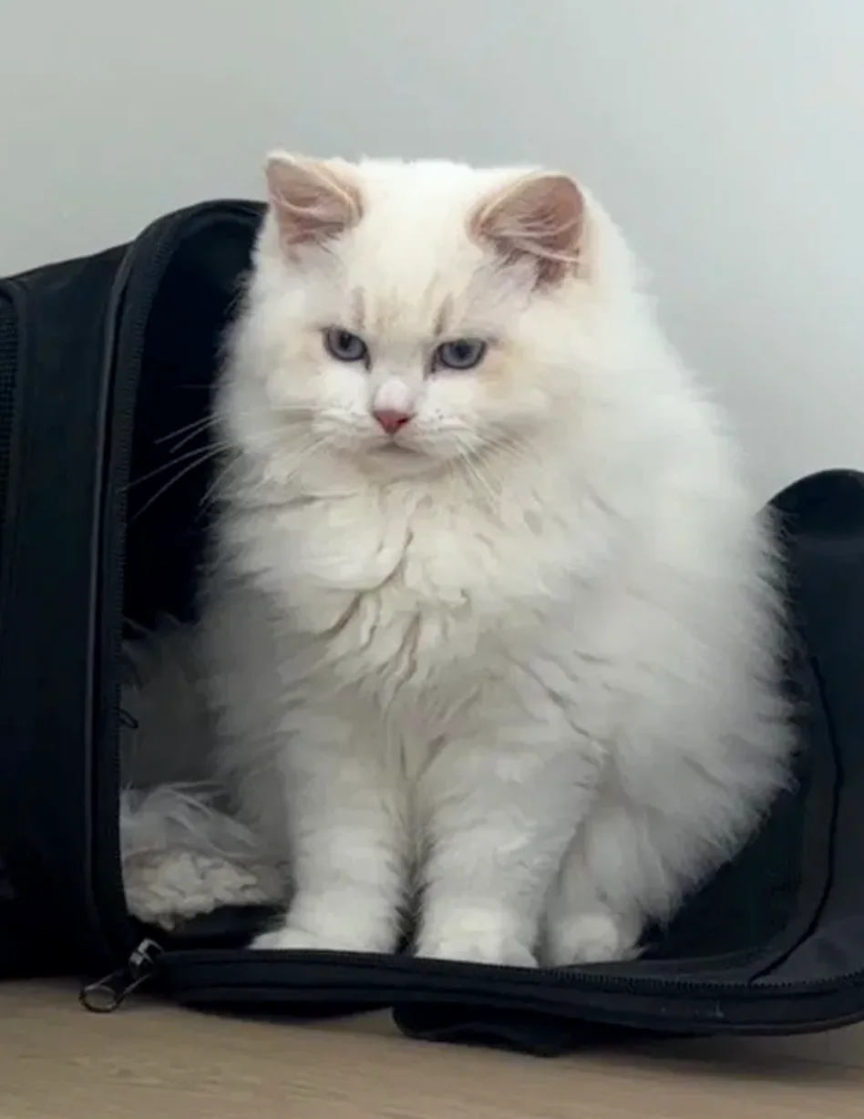 Blue-eyed Ragdoll kitten relaxing indoors