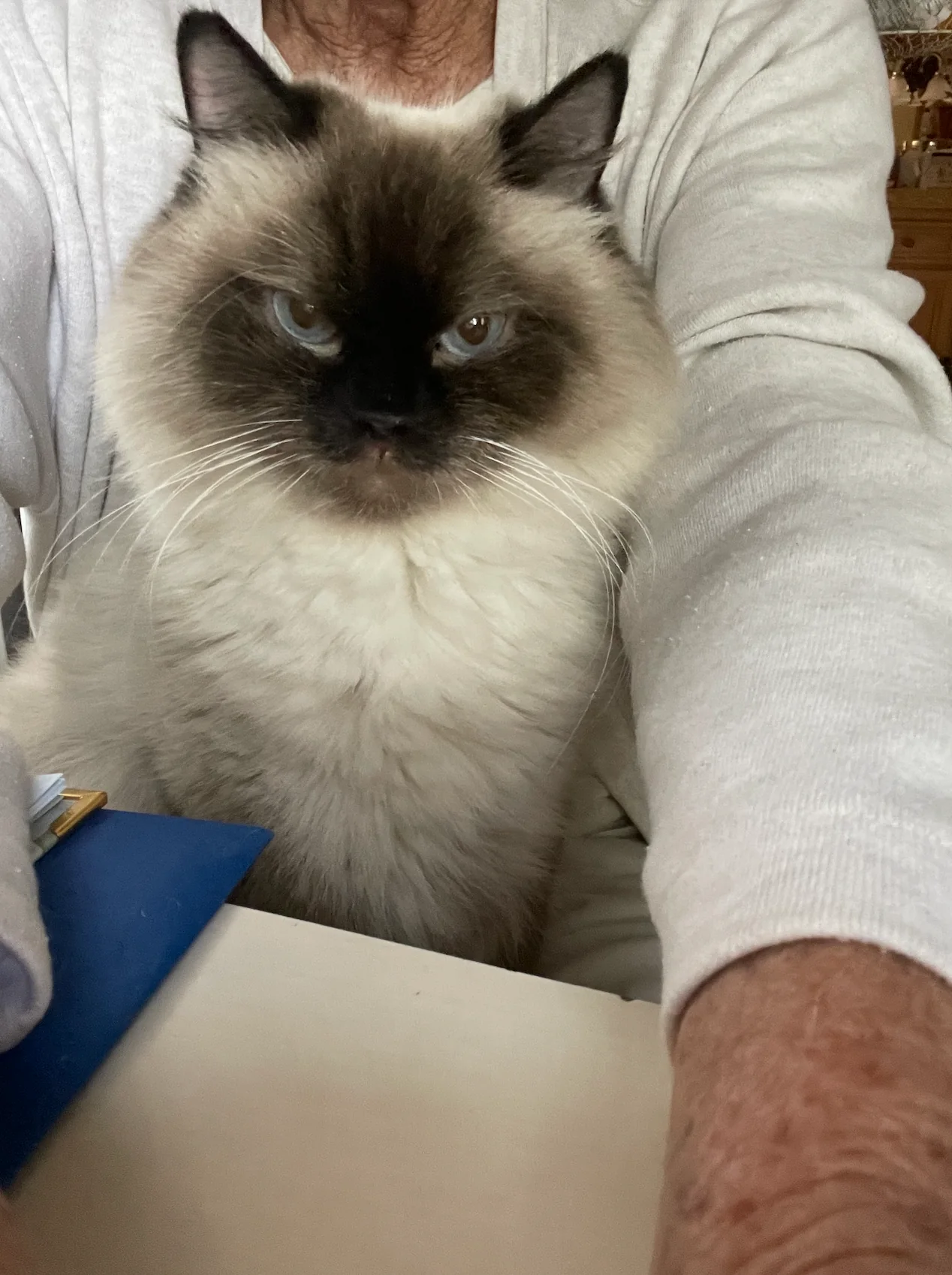 Past Gulf Coast Ragdolls kitten or family photo