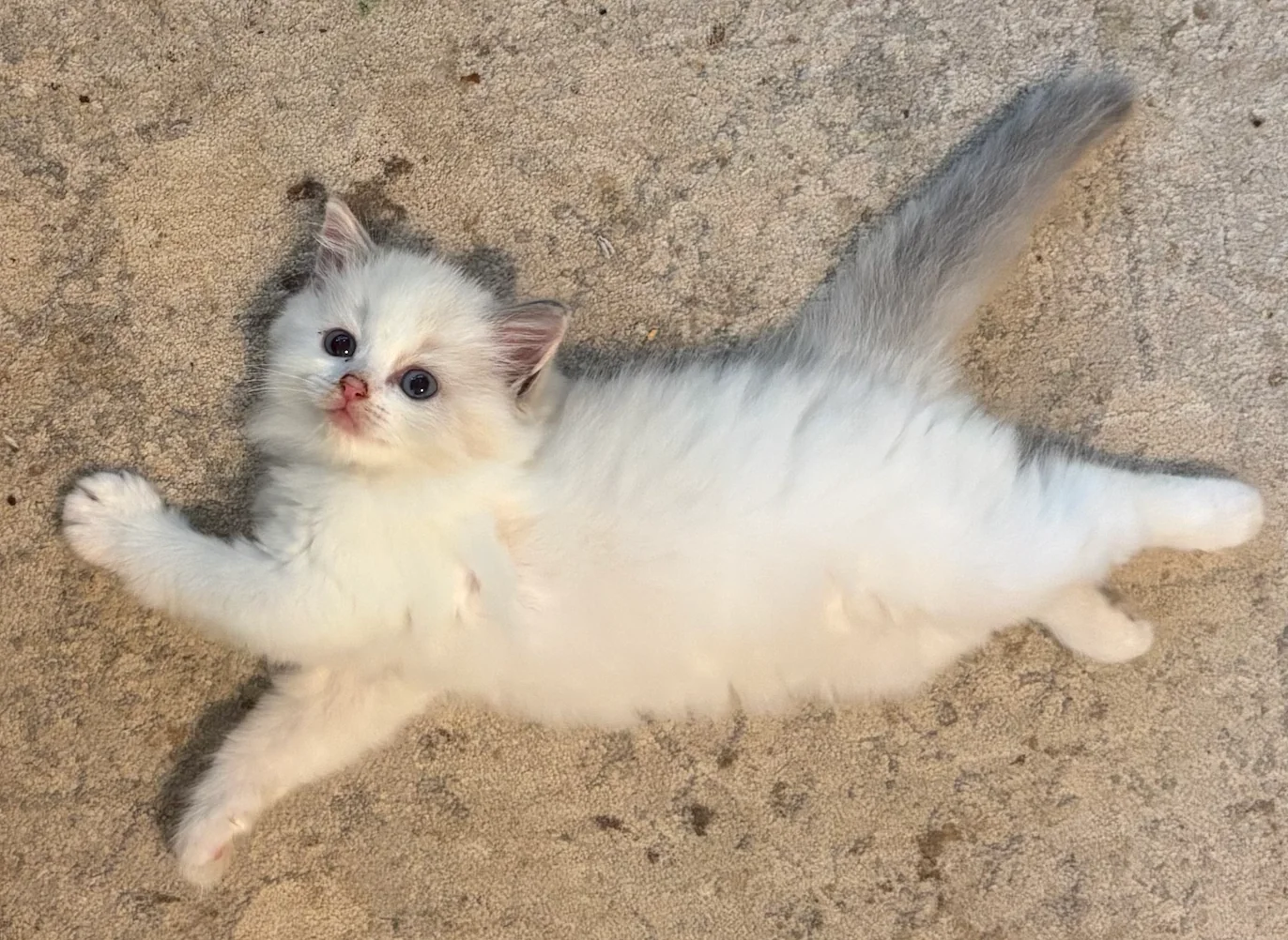 Reserved female Blue Bicolor Ragdoll kitten ready October 2