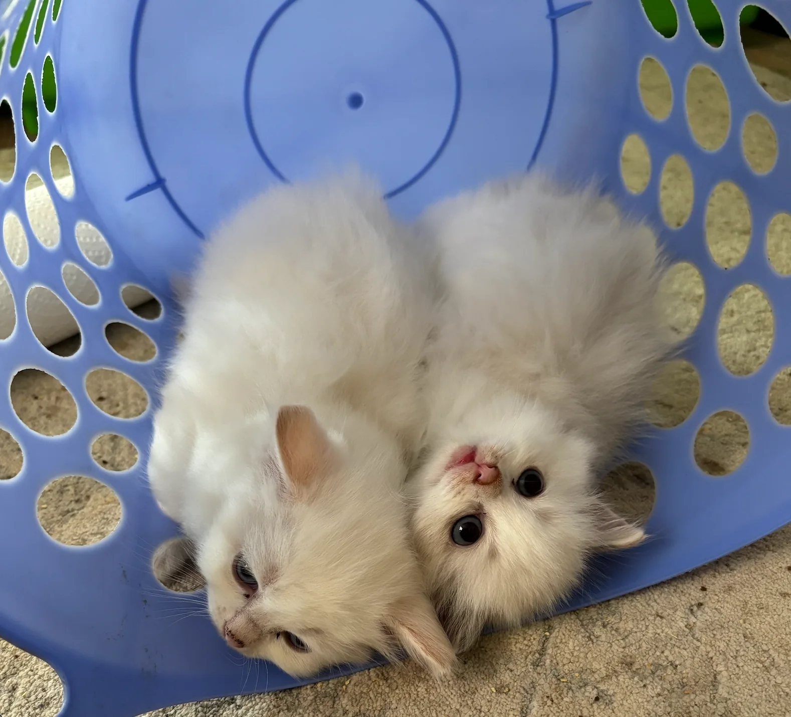 Reserved female Blue Bicolor Ragdoll kittens ready October 2