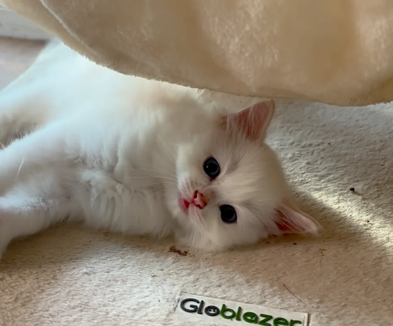 Reserved male Flame Point Ragdoll kitten ready October 2