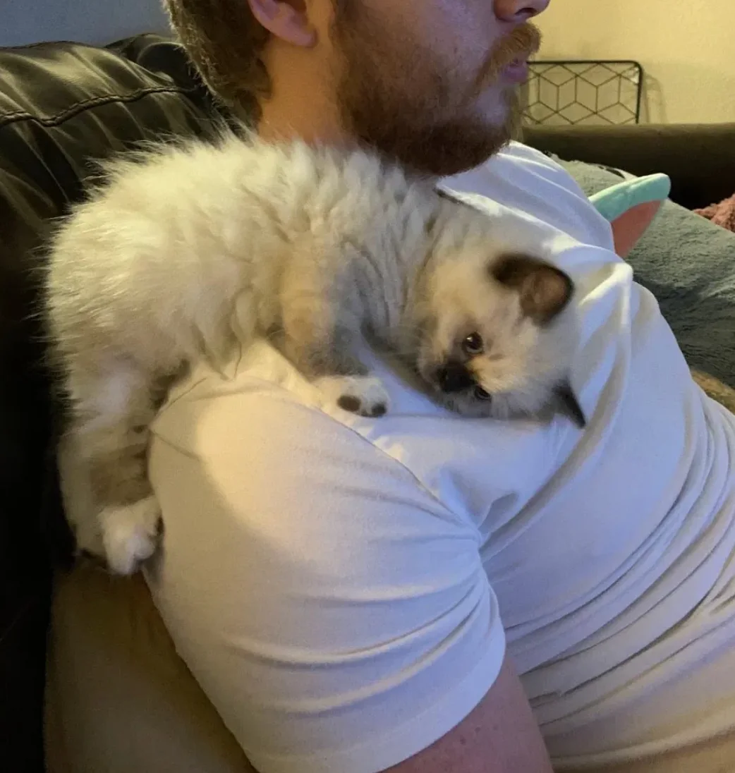 Ragdoll Cat Personality & Temperament