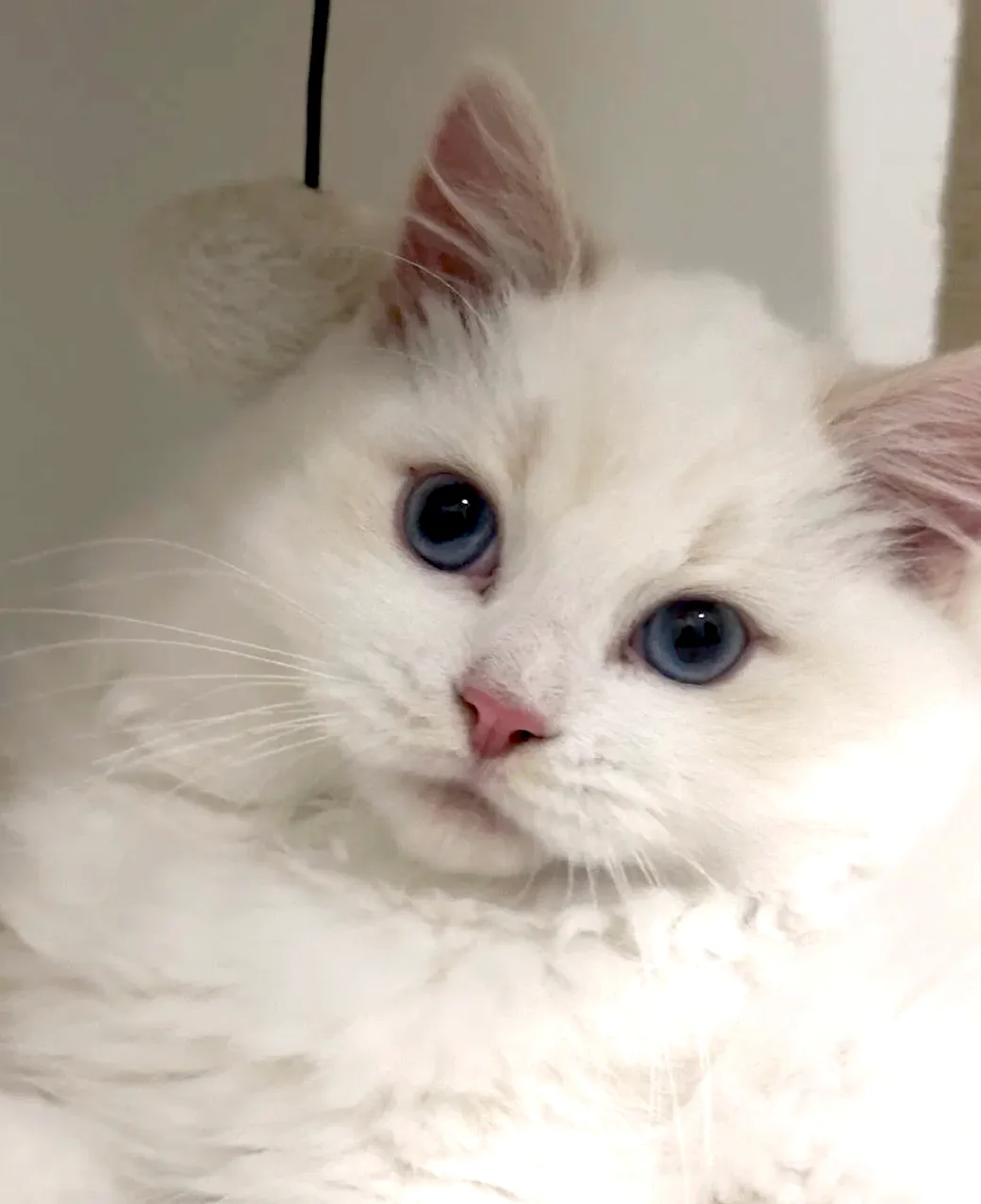 How big will my Ragdoll kitten get?