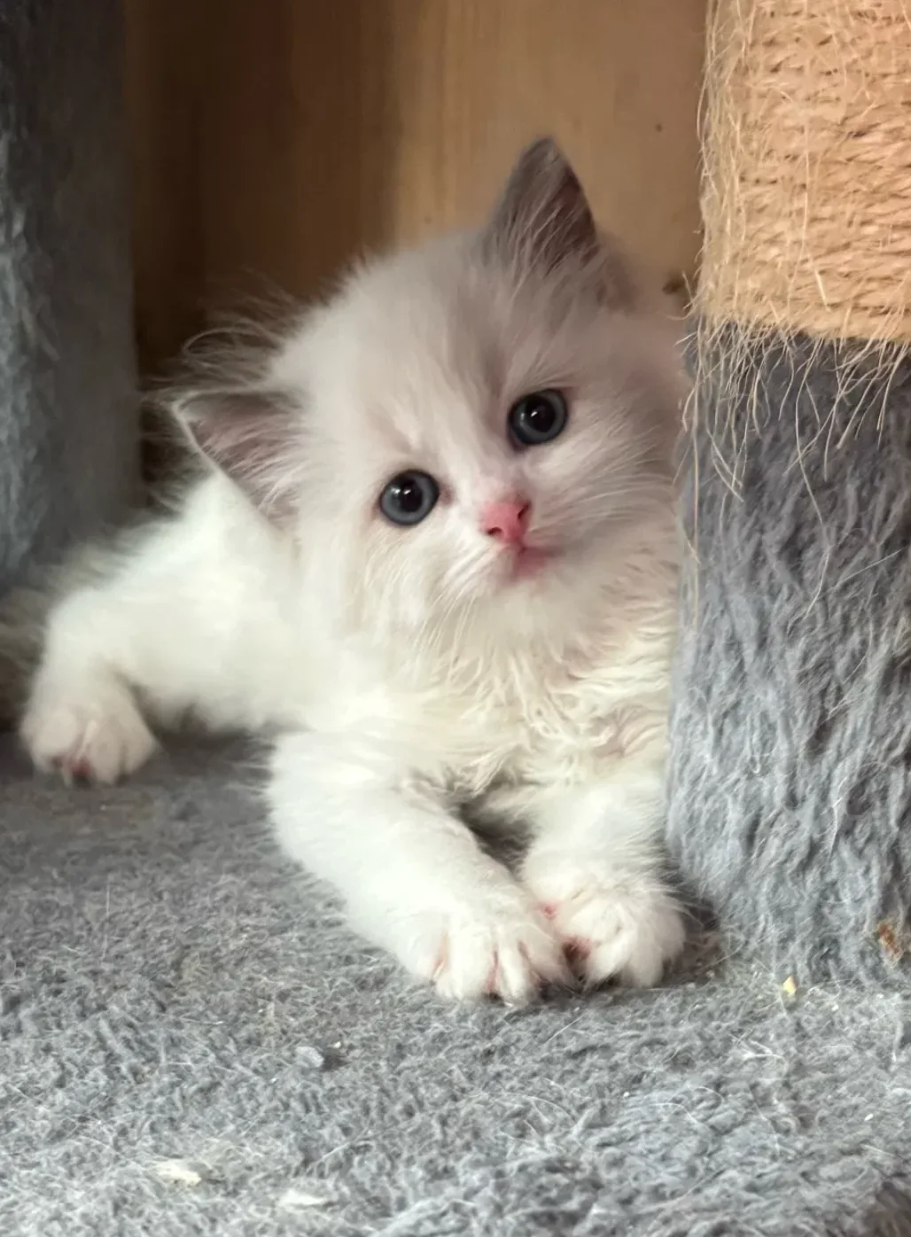 Ragdoll kitten from Gulf Coast Ragdolls