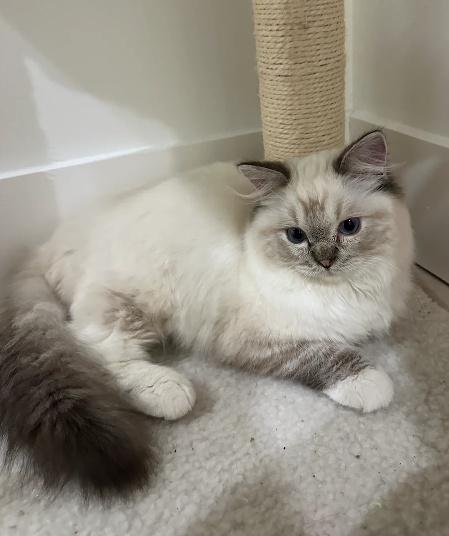 Reserved Seal Lynx TICA registered male Ragdoll kitten in St. Petersburg Florida