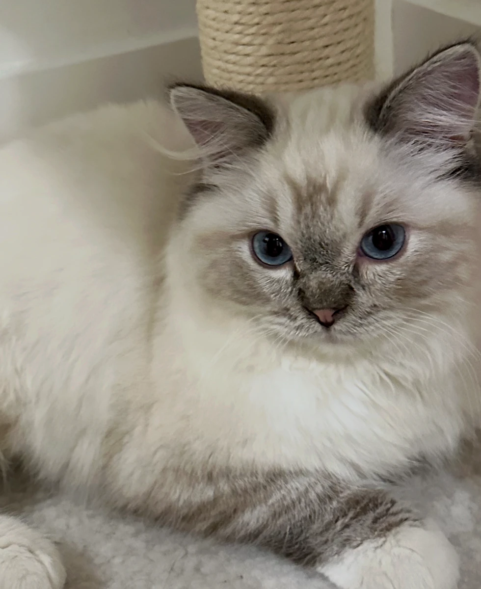 Close-up photo of the reserved Seal Lynx TICA registered male Ragdoll kitten