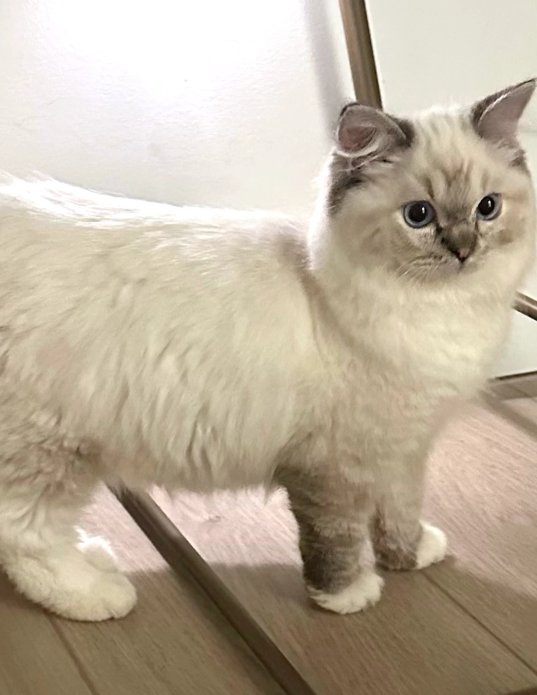 Reserved 6-month-old Seal Lynx TICA registered male Ragdoll kitten in Florida